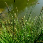 Carex appropinquata-PN-Gombervaux