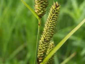Carex riparia epi femelle -PN-Gombervaux
