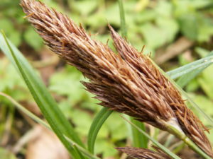 Carex riparia epi mâle -PN-Gombervaux
